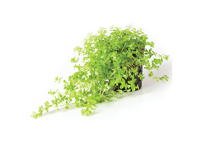 Micranthemum in Mesh Pot