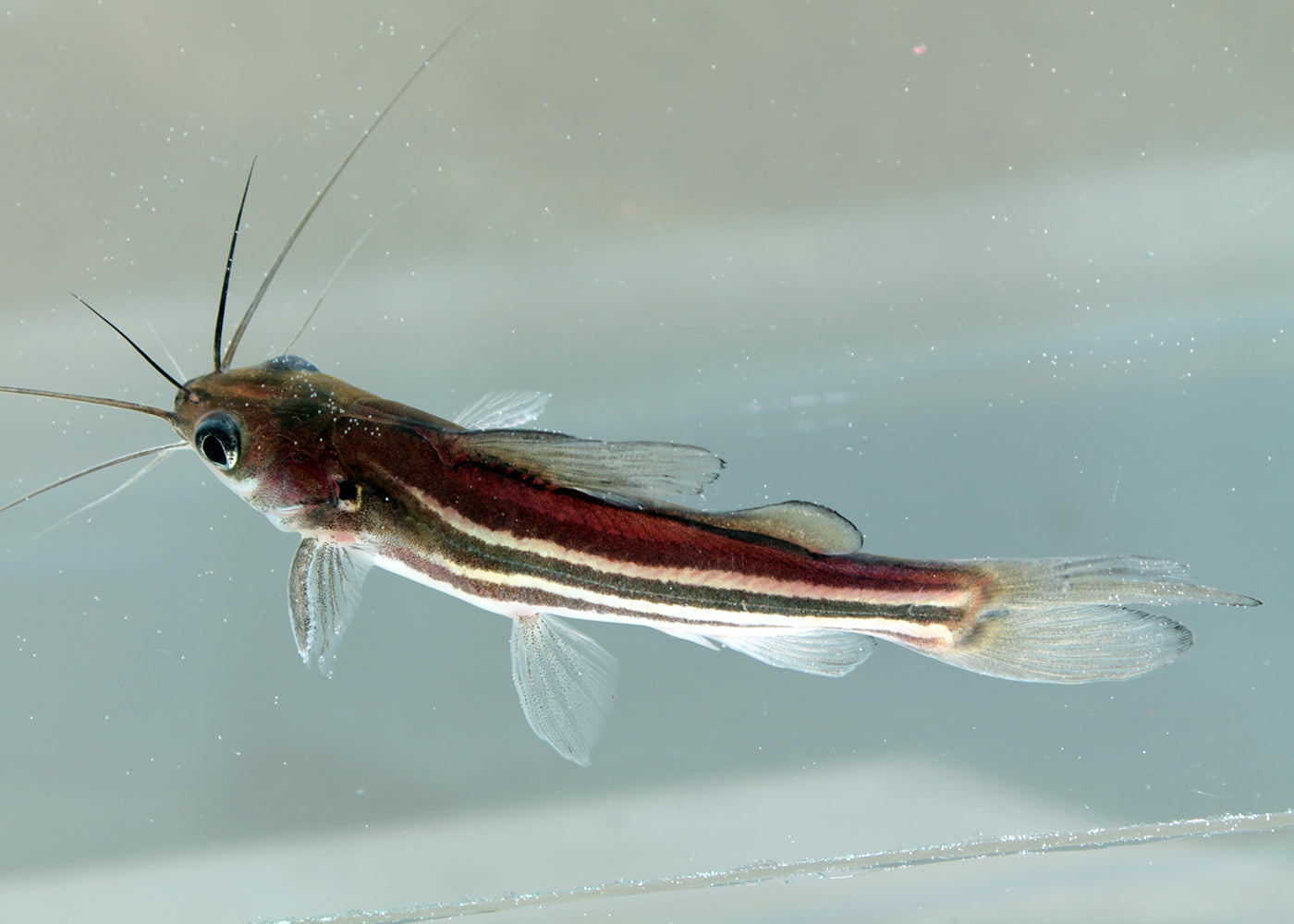 Striped Catfish -Mystus