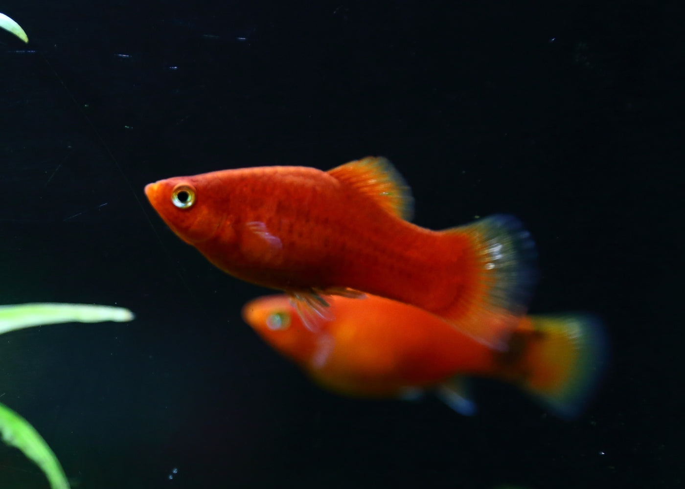 Platy Red