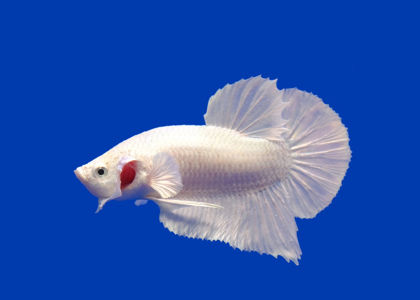 Fighter Male Shortfin