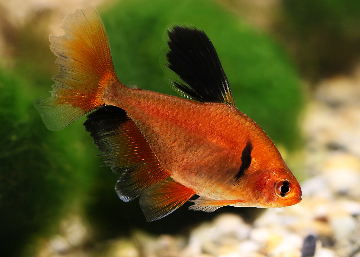 Serpae Tetra - Longfin Special (6 for $55)