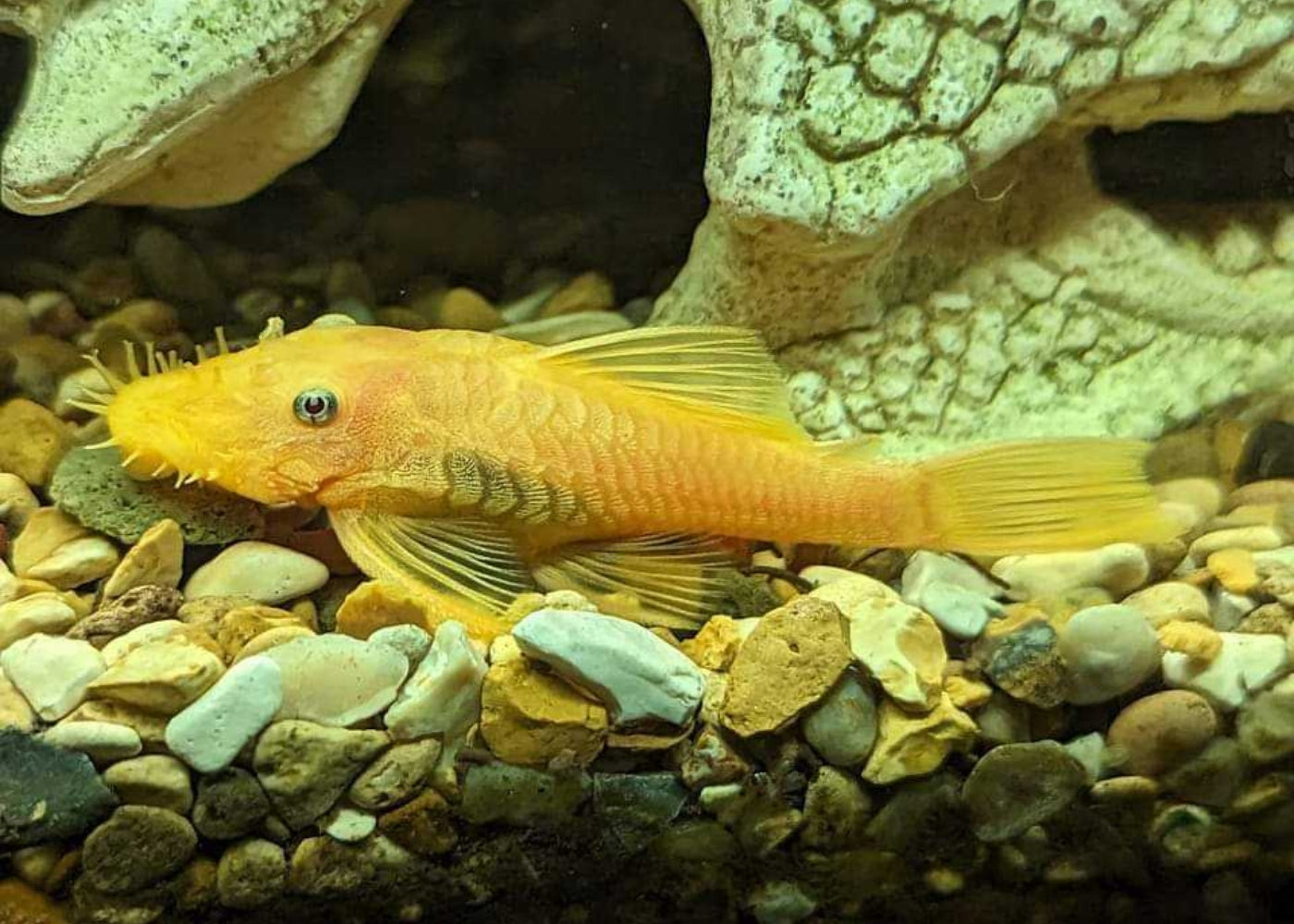 Lemon Blue Eye Bristlenose - L144