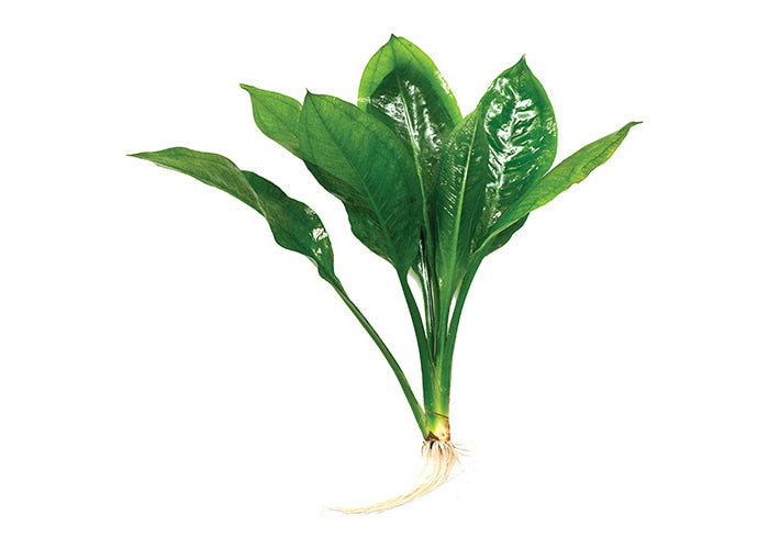 Echinodorus Bleheri Compact