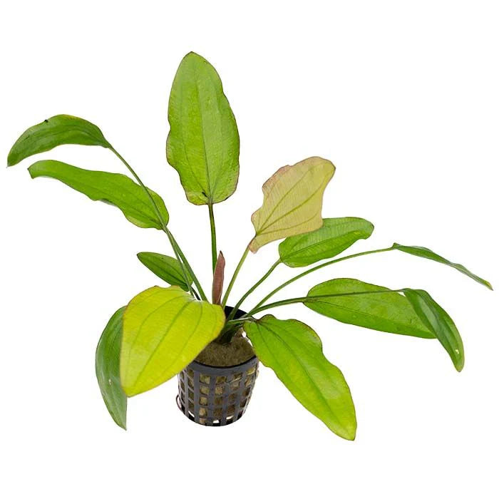 Echinodorus Oriental in Mesh Pot