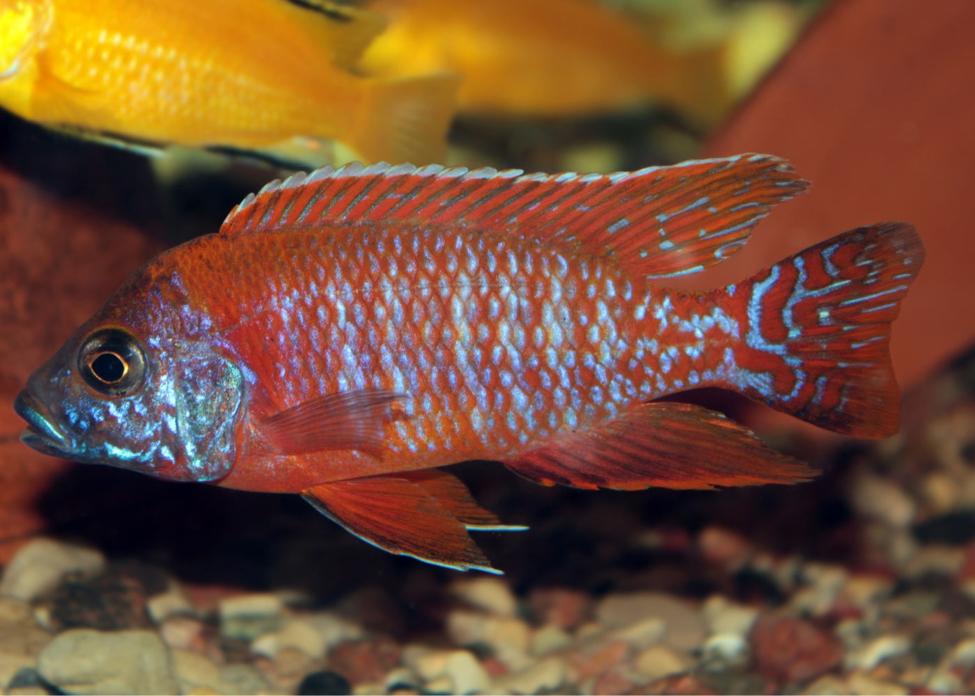 Peacock Cichlid - Rubin Red