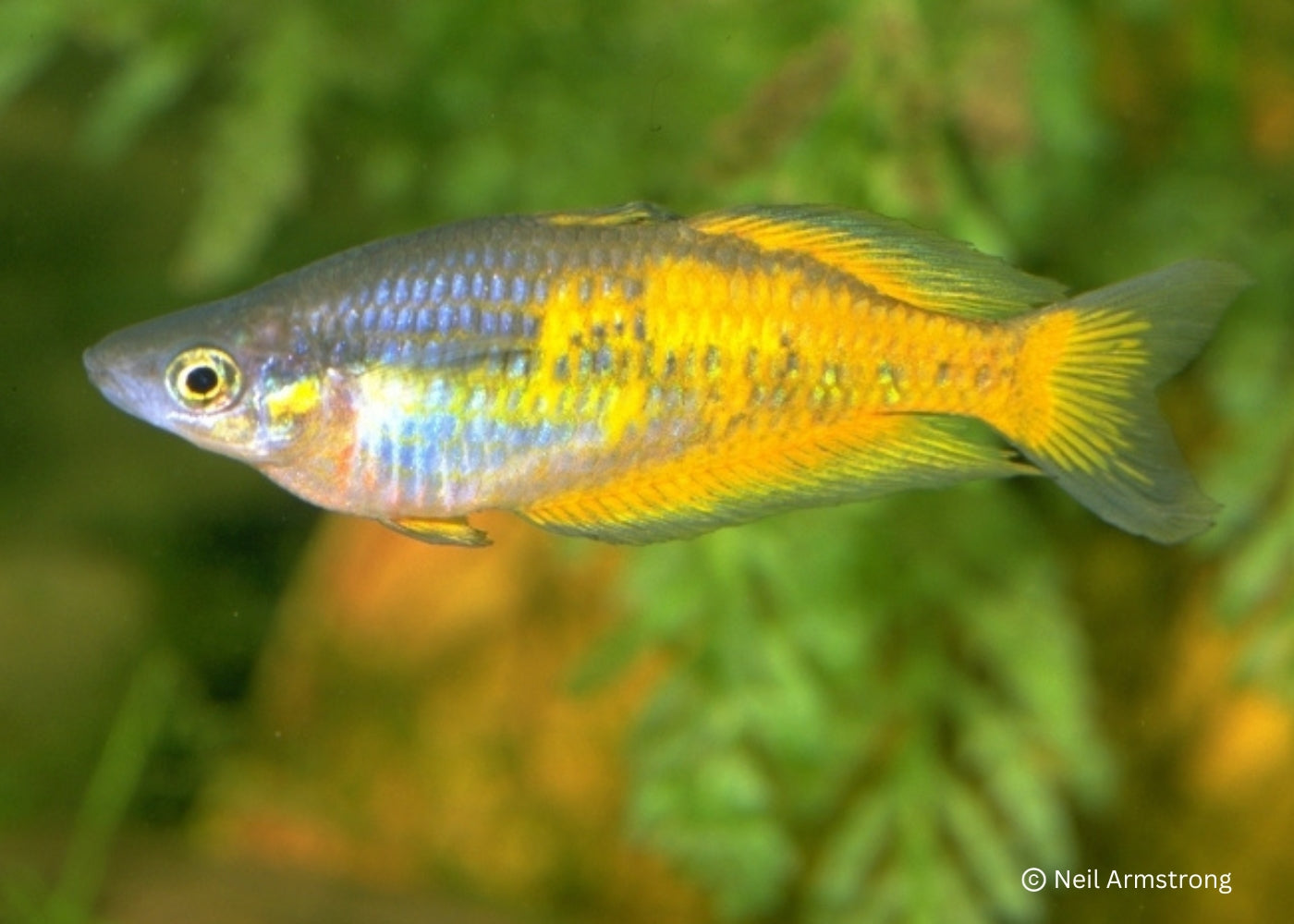 Parkinsons Rainbowfish - Yellow Form