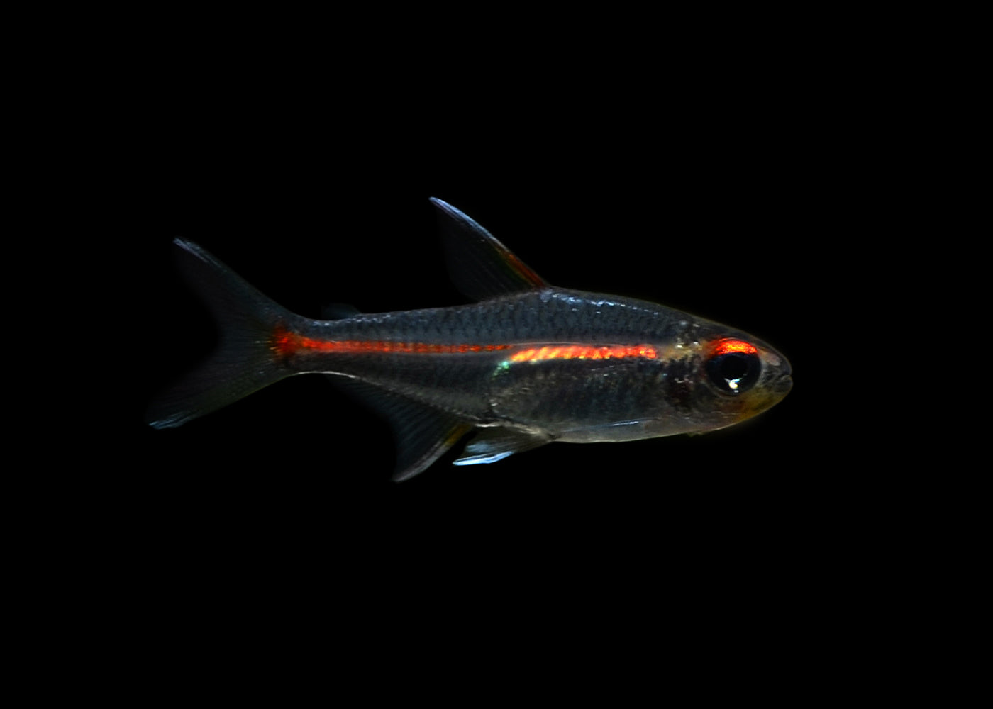 Glowlight Tetra 2