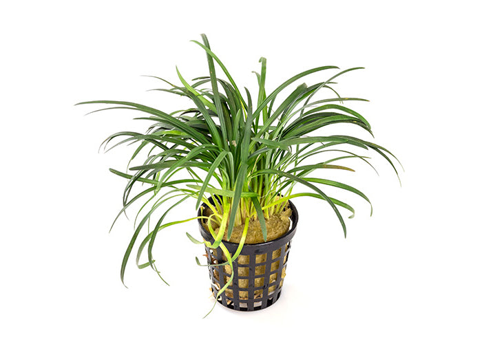 Dwarf Pongol in Mesh Pot