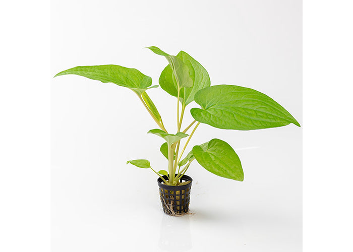 Lizard Tail in Mesh Pot