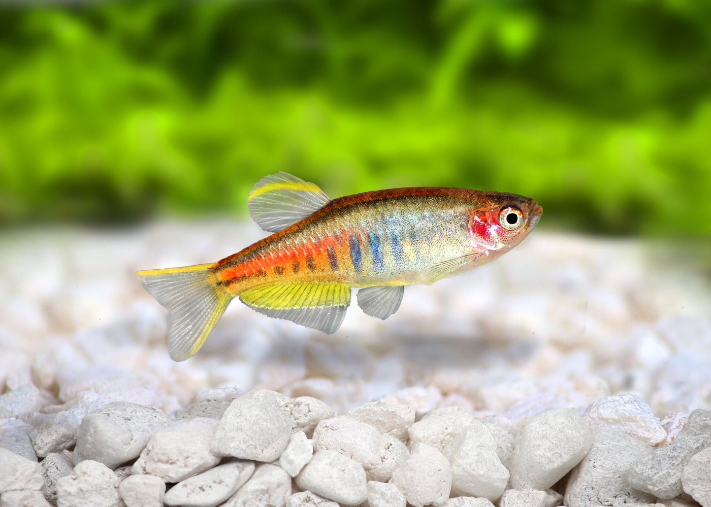 Glowlight Danio