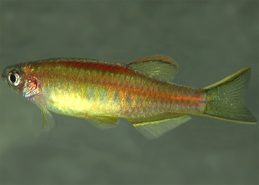 Glowlight Danio 2