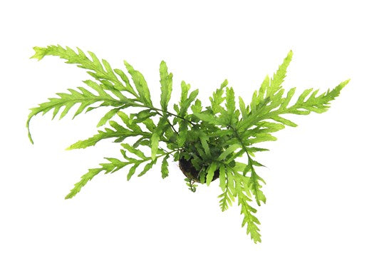 Bolbitus Heudelotii 2