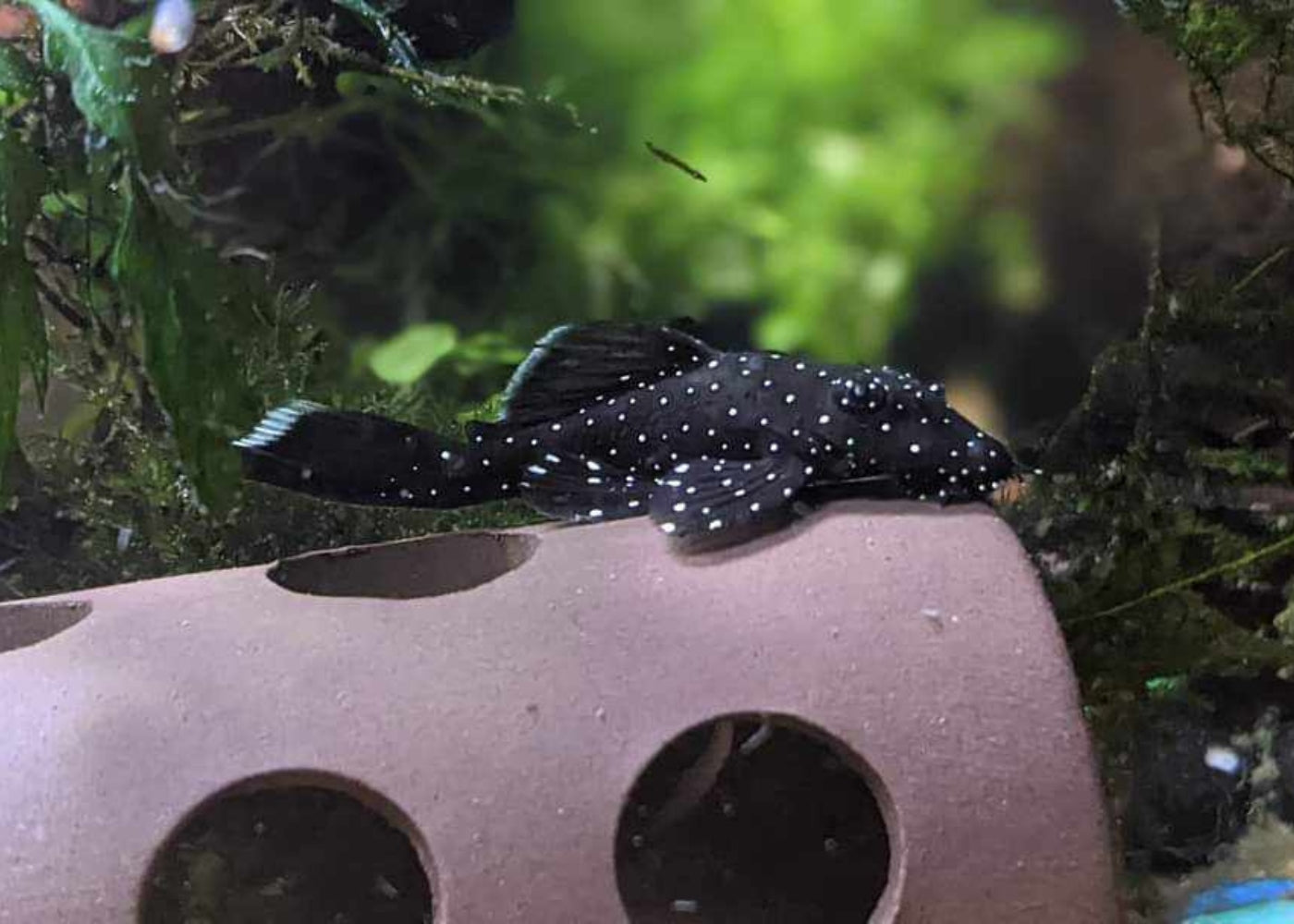 Bristlenose Catfish - Peppermint