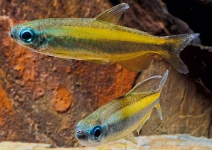 Brown Congo Tetra - Phenacogrammus aurantiacus - Special 4 for $380 2