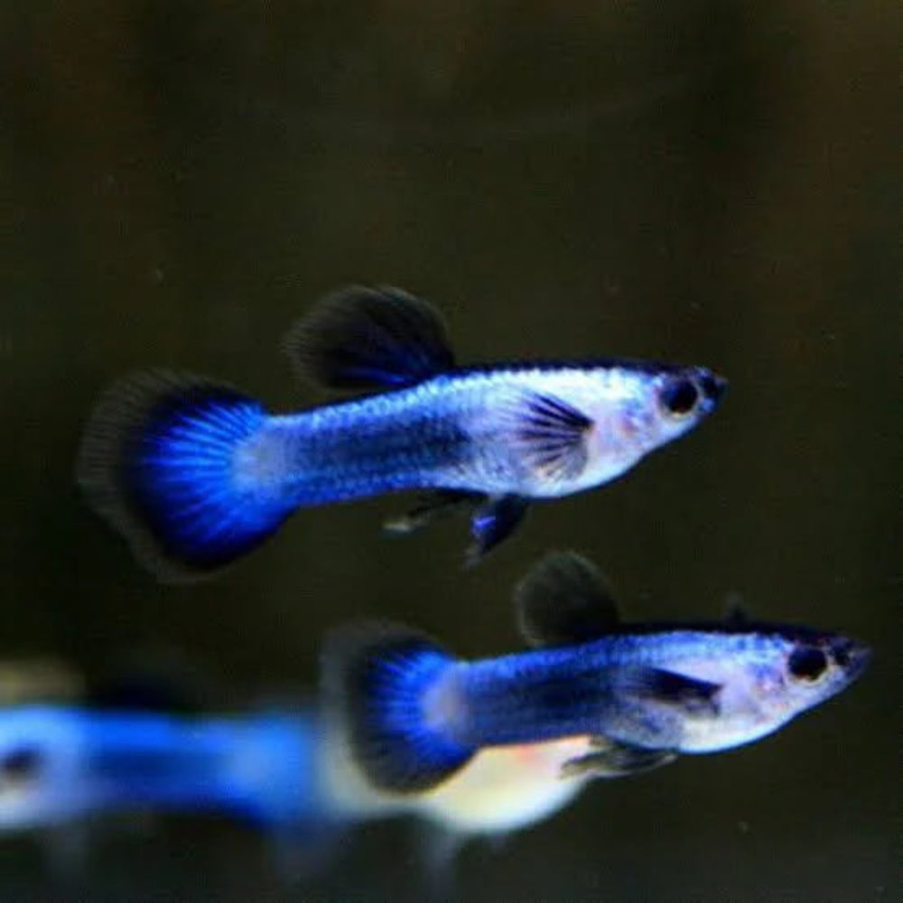Blue Panda Dwarf Guppy