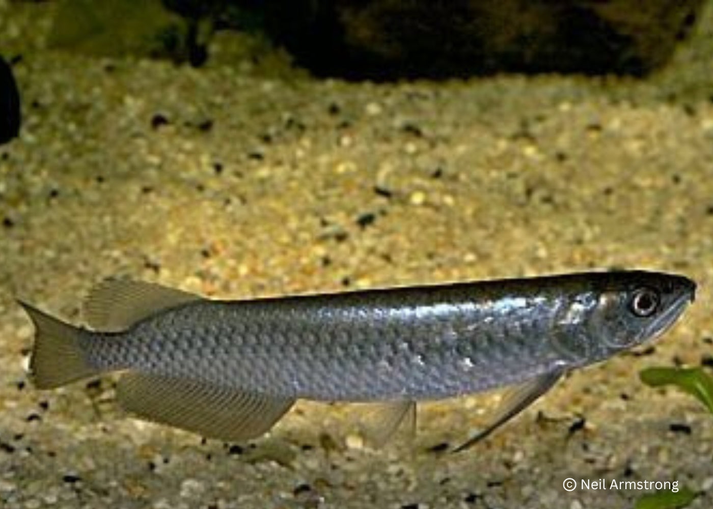 Saratoga - Leichardti