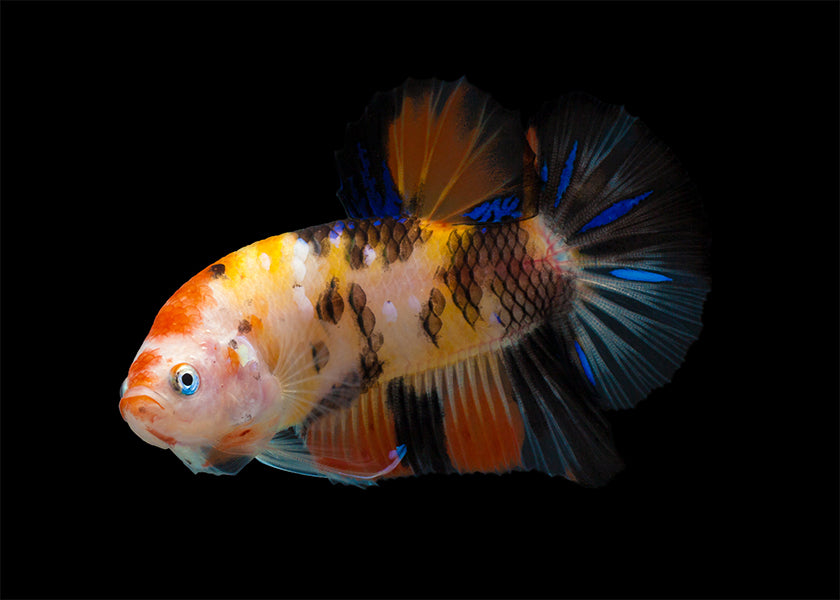 Fighter - Female Koi Halfmoon Plakat