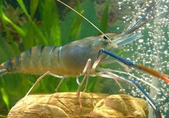 Giant Freshwater Prawn - Macrobrachium rosenbergii