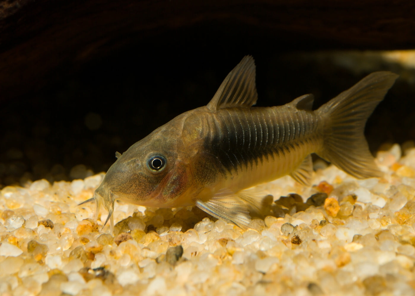 Corydoras - Bronze