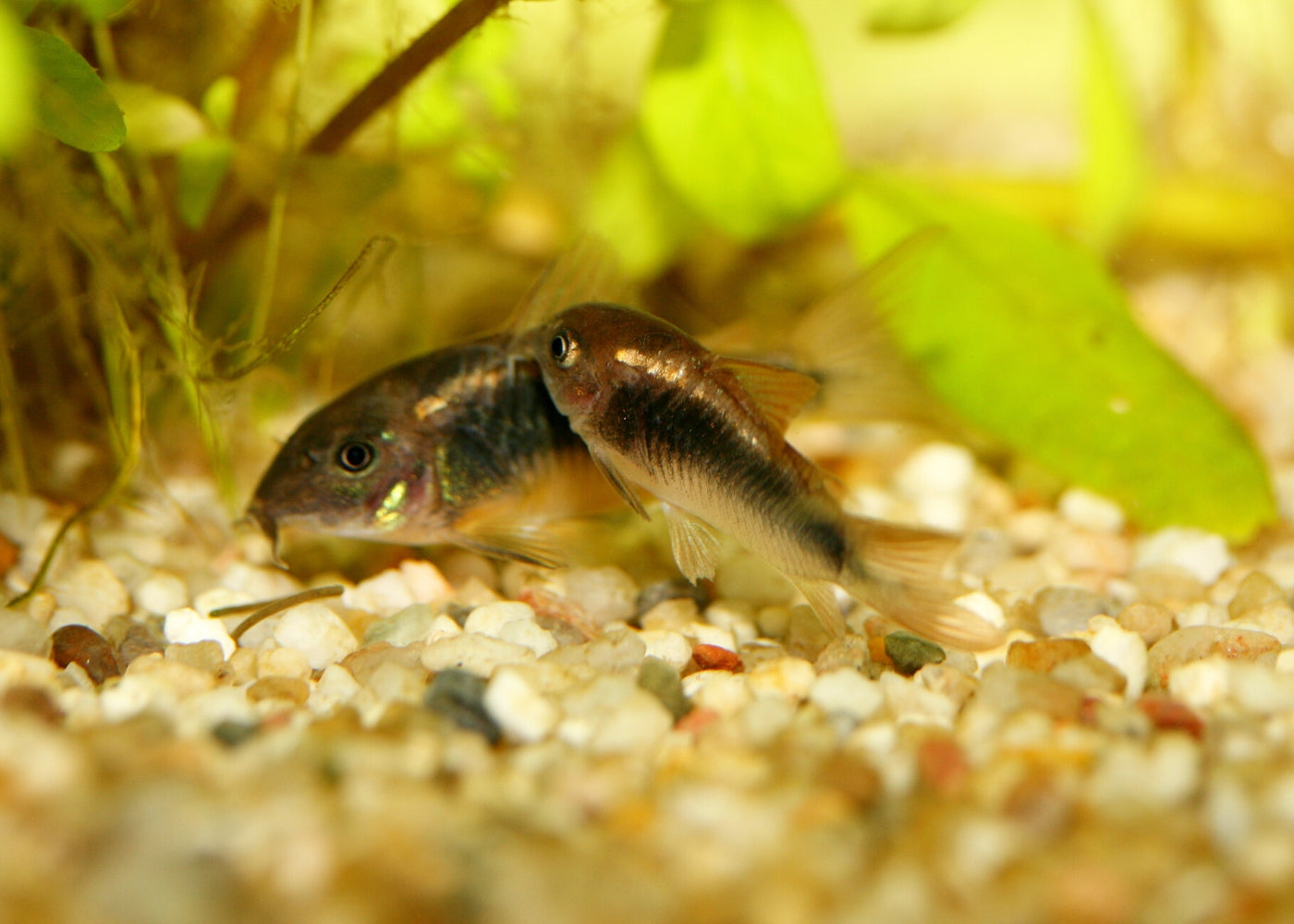 Corydoras - Bronze 2