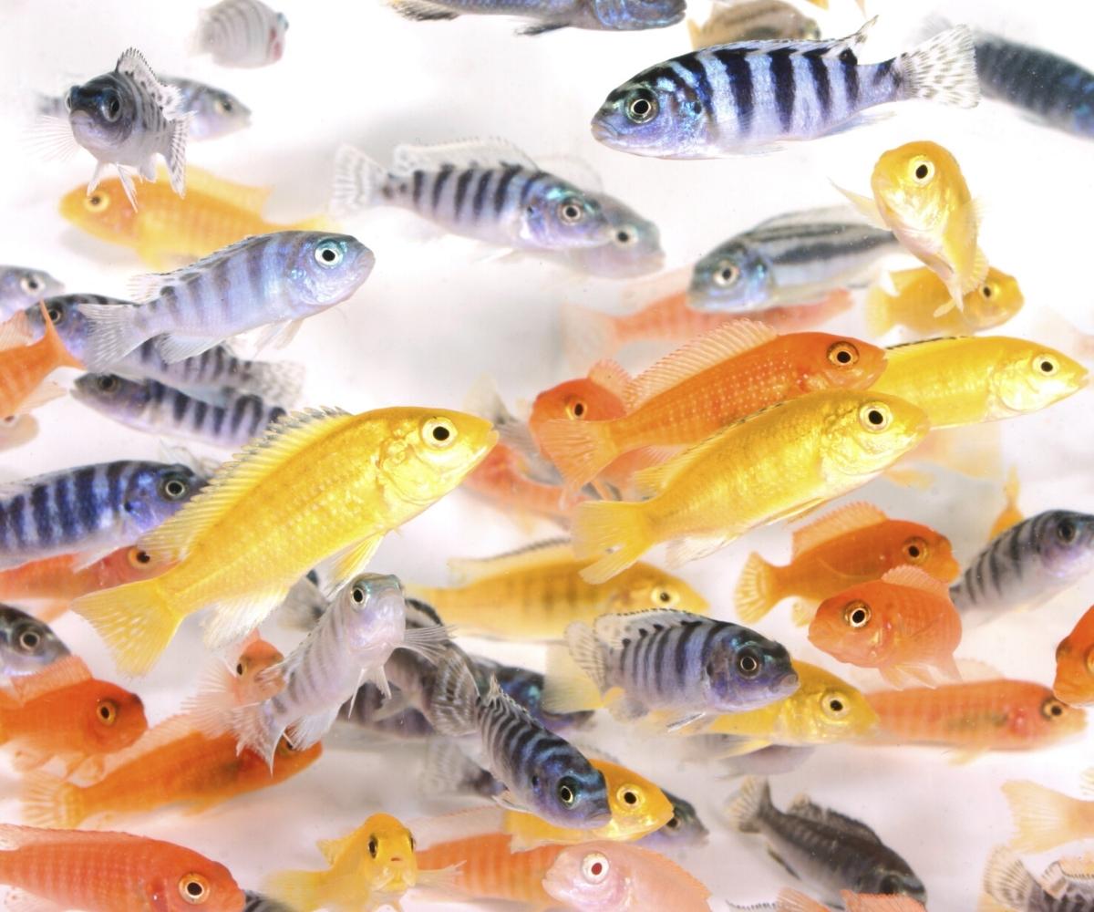 African Cichlids - Assorted