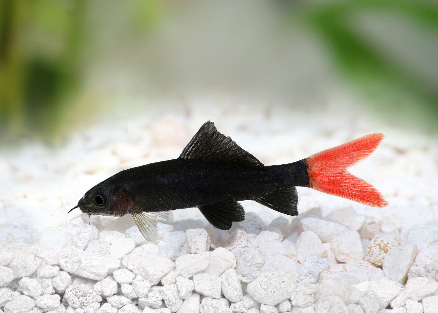 Shark Redtail Black