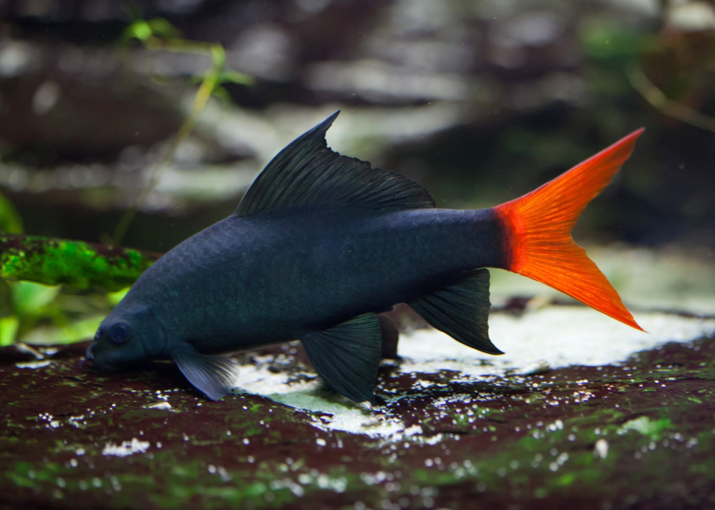 Shark Redtail Black 2