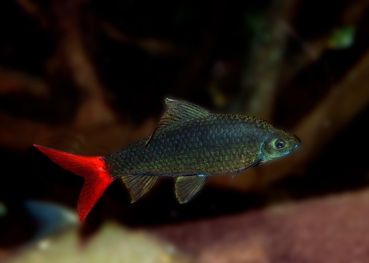 Shark Redtail Black 3