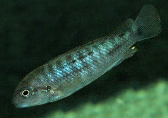 Pseudotropheus Perspicax