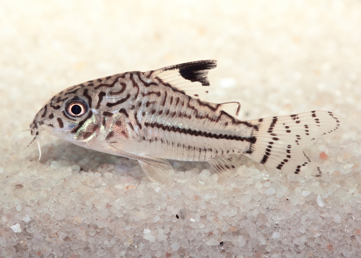 Corydoras - Julii