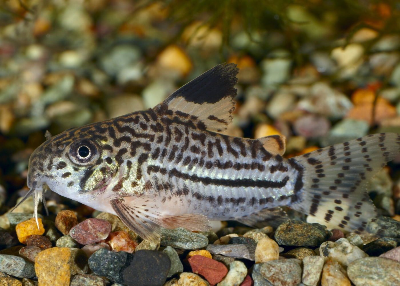 Corydoras - Julii 2