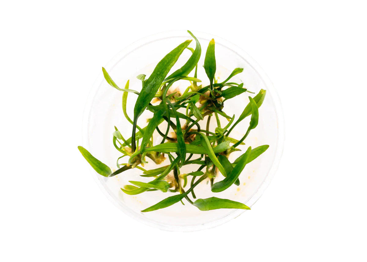 Cryptocoryne Nevelli Tissue Culture