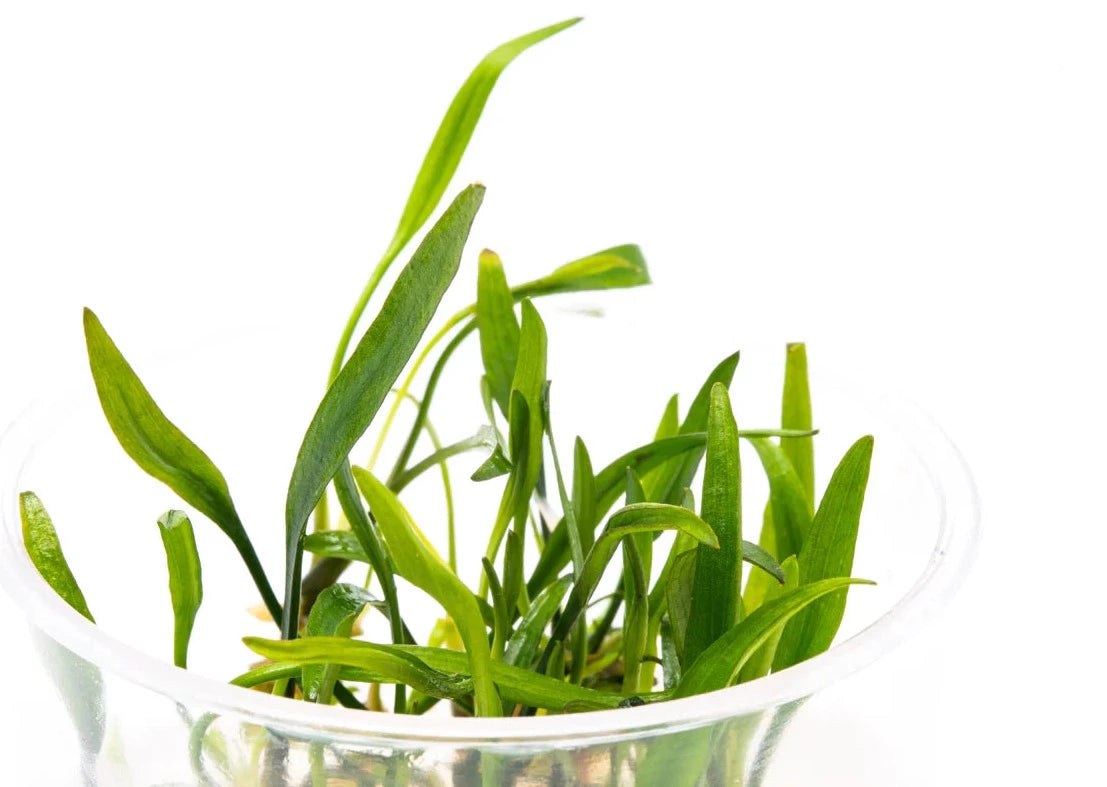 Cryptocoryne Nevelli Tissue Culture 2