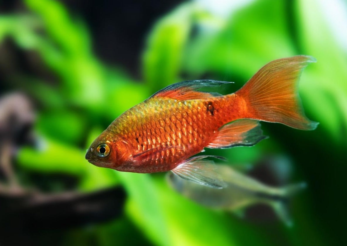 Rosy Barb Longfin