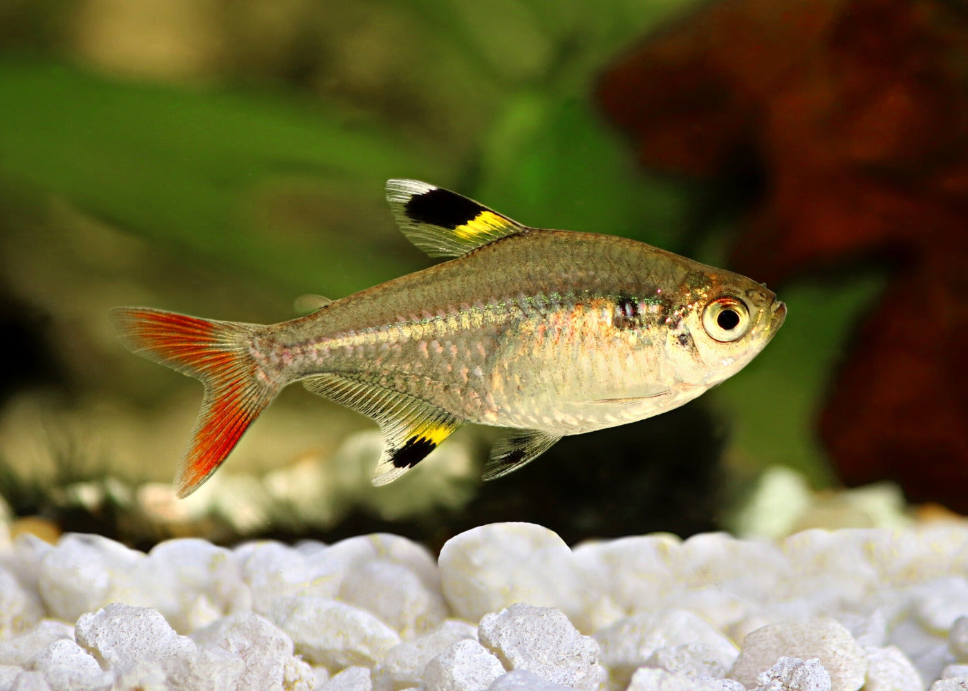Pristella Tetra Special (6 for $18)