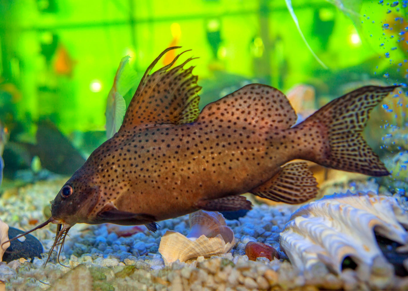 Synodontis Eupterus - Featherfin Cat