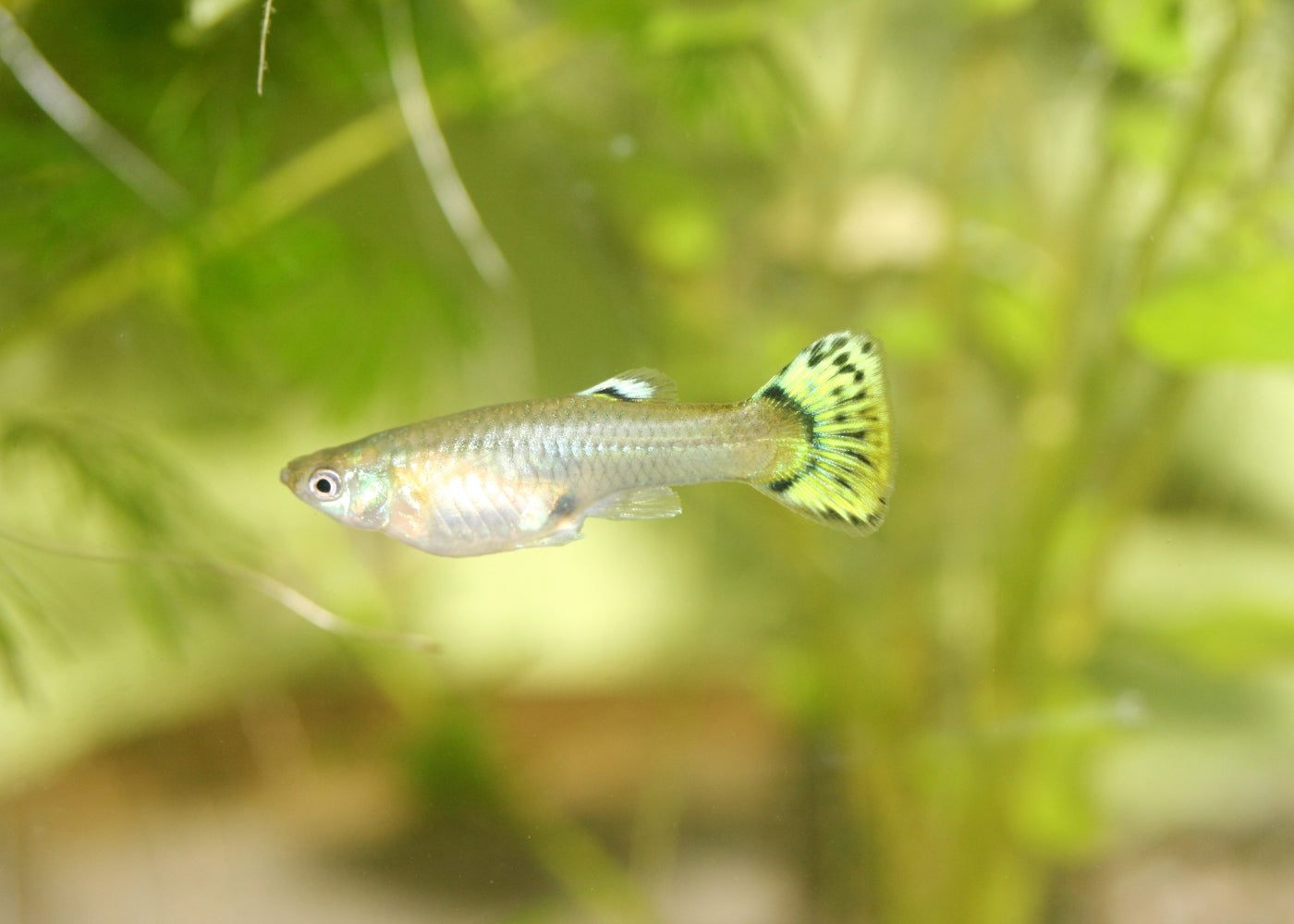 Guppy - Female Assorted 2