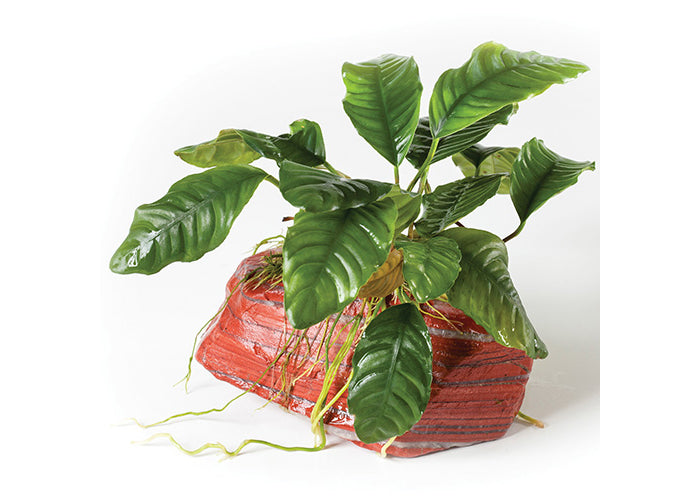 Anubias Jasper Rock Creation