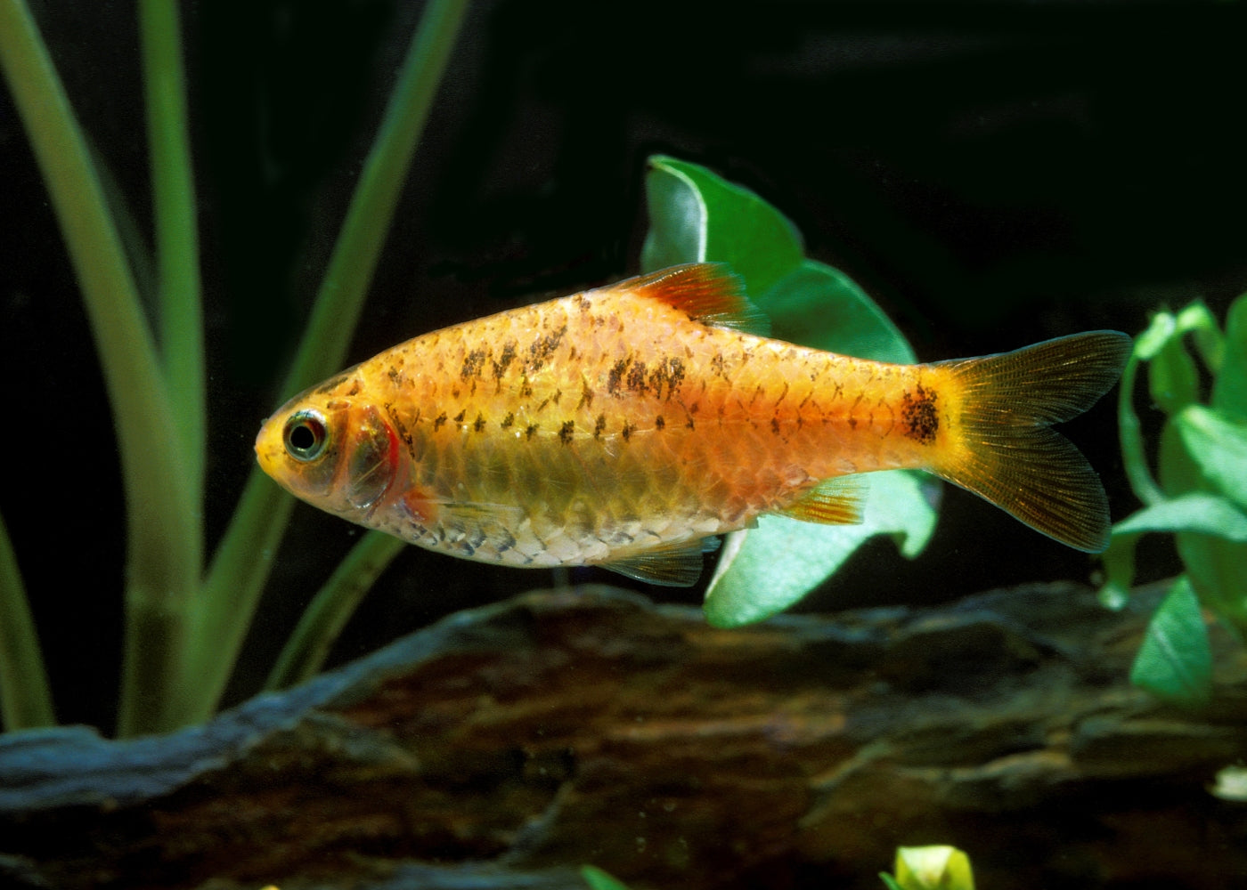 Golden Barb