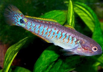 Peacock Gudgeon