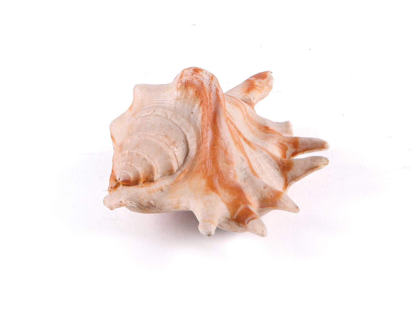 Kazoo Sea Shell
