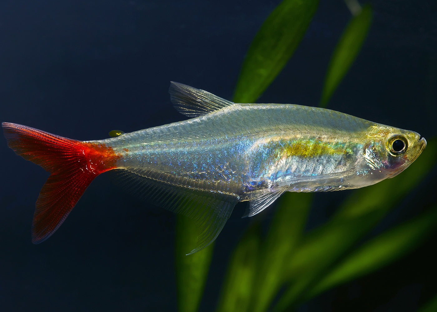 Glass Bloodfin Tetra Special (6 for $25)
