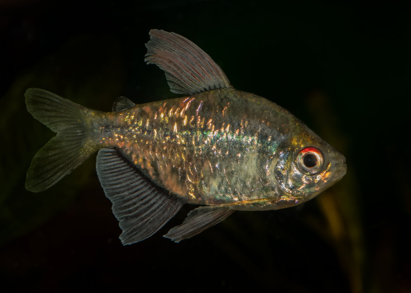 Diamond Tetra