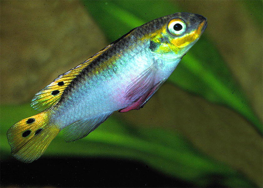 Pelvicachromis Taeniatus