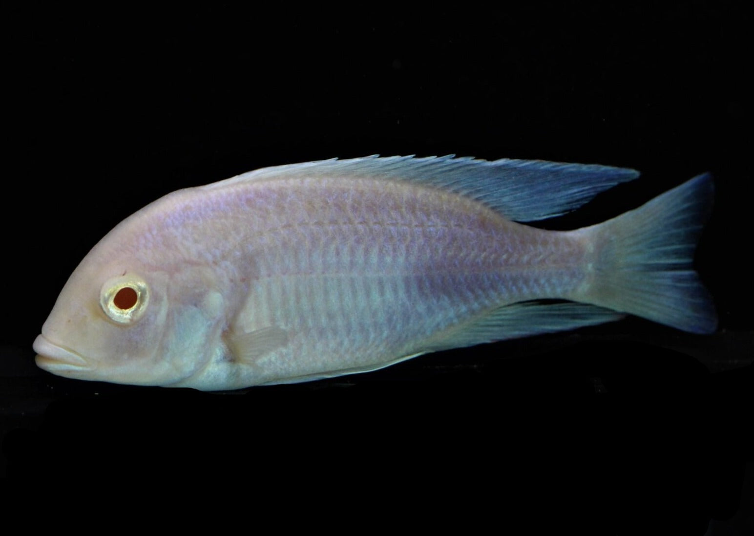 Cyrtocara Moorii - Blue Dolphin - Albino