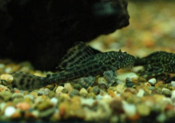 Plecostomus - Assorted 2