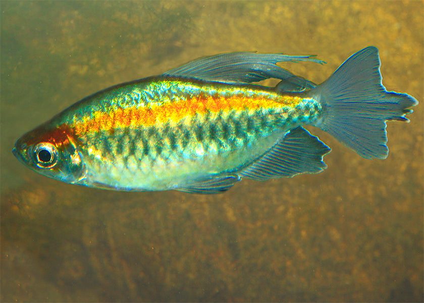 Congo Tetra - Male