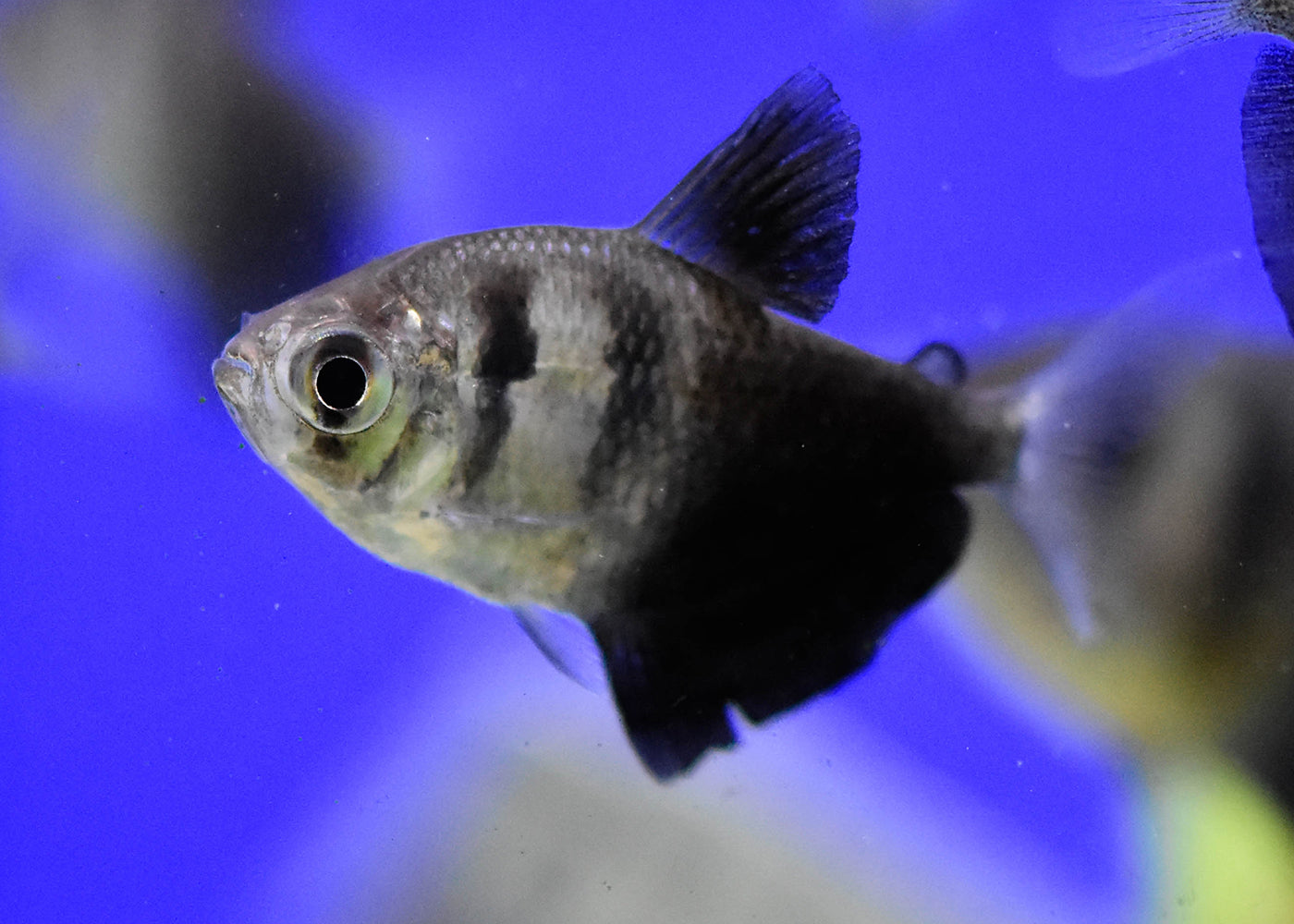 Black Widow Tetra