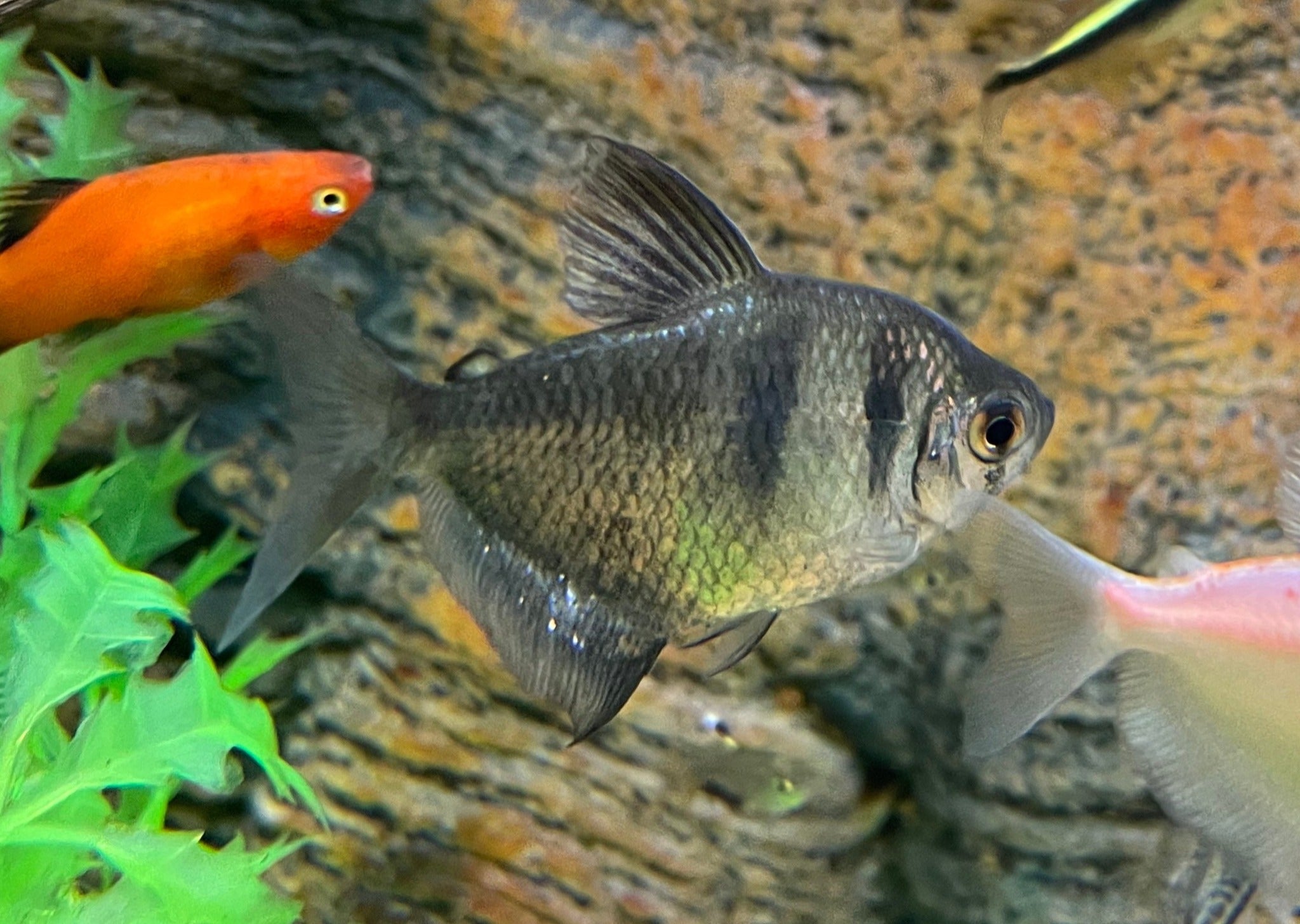 Black Widow Tetra 2