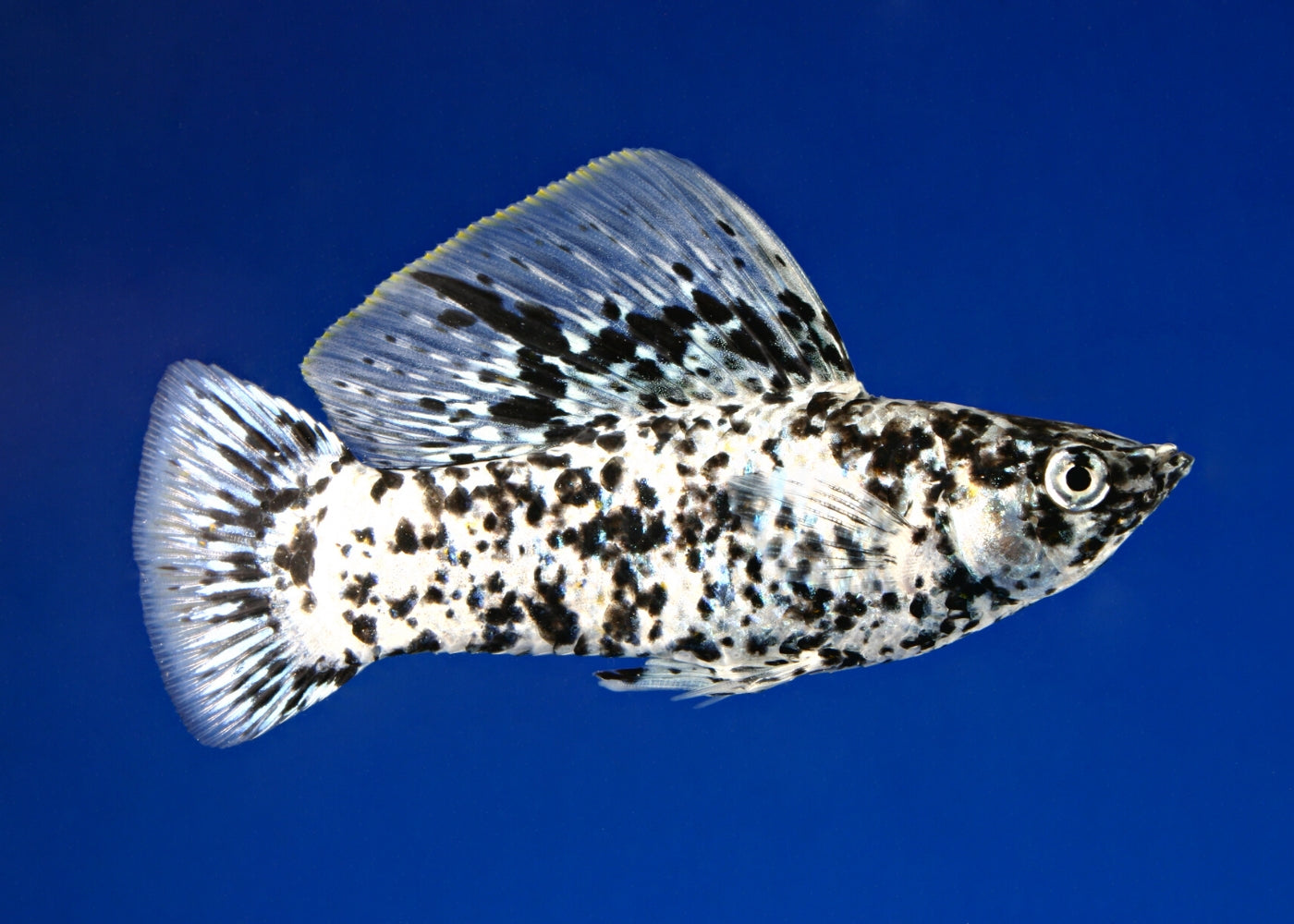 Molly Sailfin Male 3